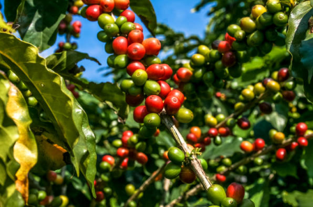 Arabica beans