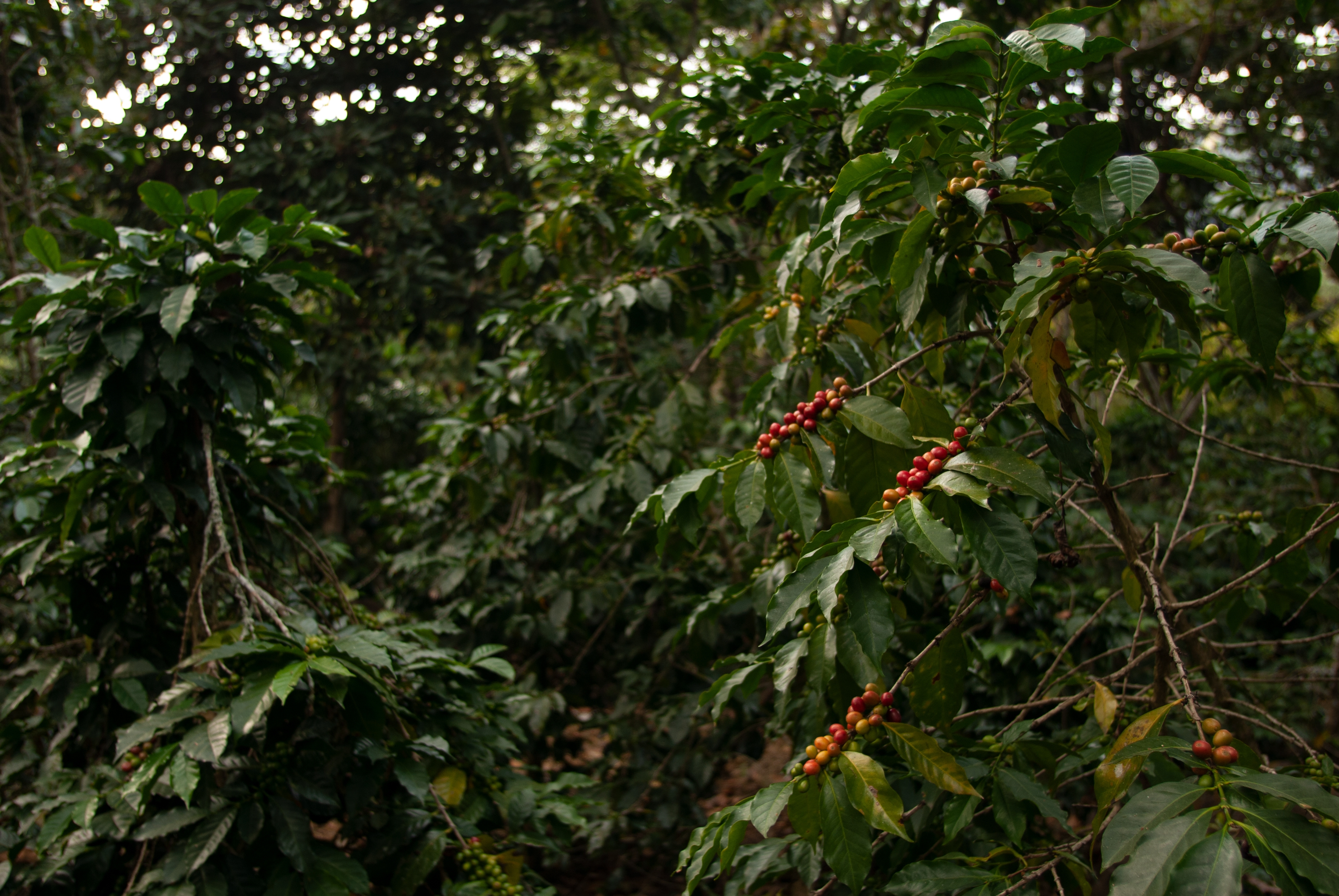 Coffee farms