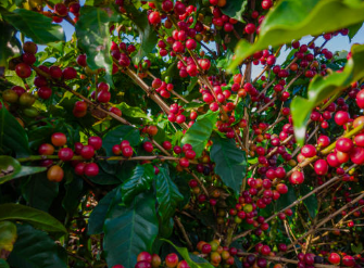 Organic certification