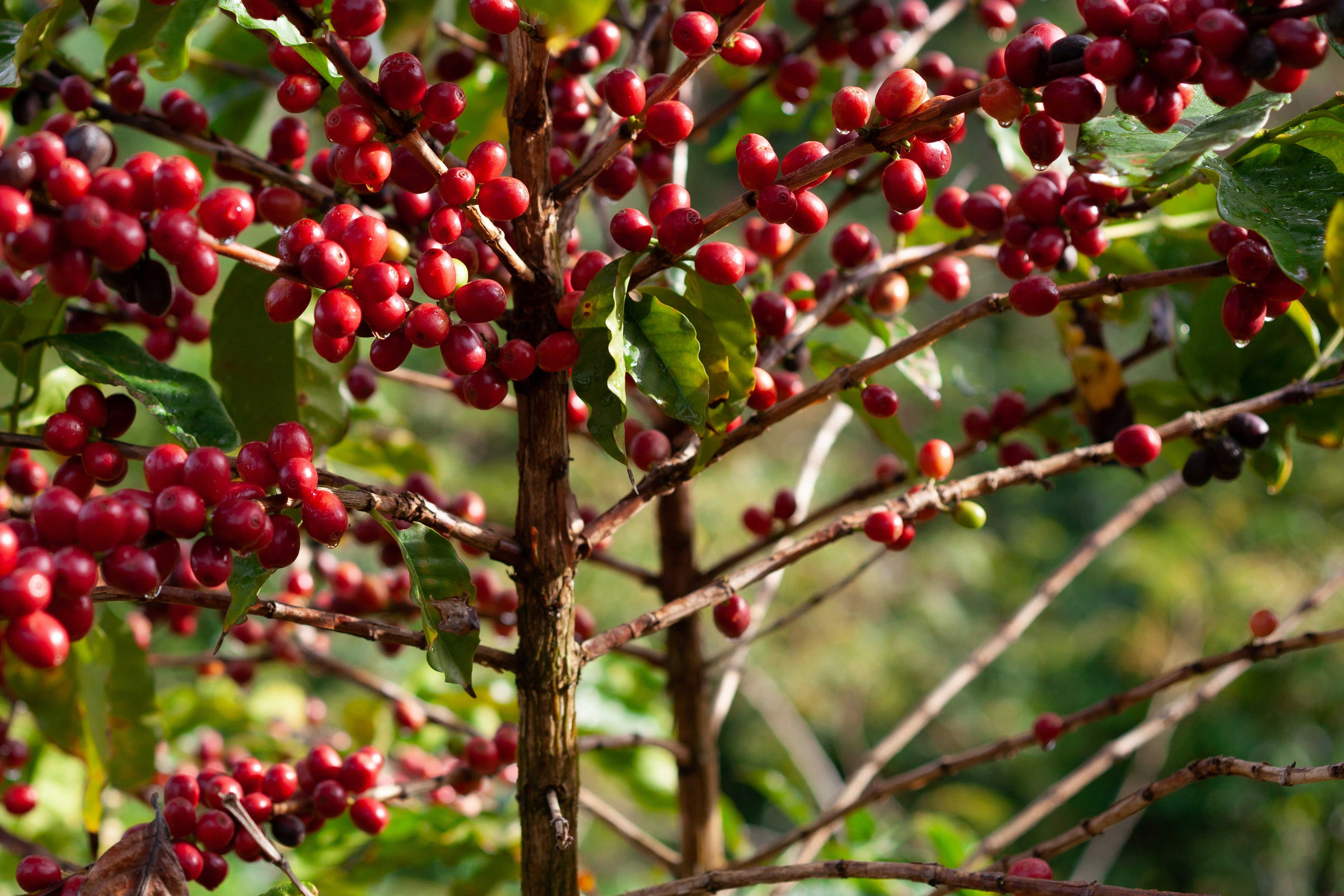 Coffee processing facility